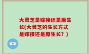 大灵芝是嫁接还是原生长(大灵芝的生长方式是嫁接还是原生长？)