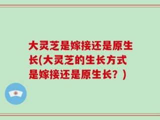 大灵芝是嫁接还是原生长(大灵芝的生长方式是嫁接还是原生长？)
