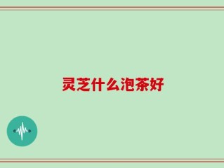 灵芝什么泡茶好