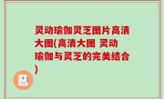 灵动瑜伽灵芝图片高清大图(高清大图 灵动瑜伽与灵芝的完美结合)