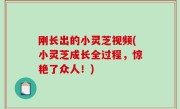 刚长出的小灵芝视频(小灵芝成长全过程，惊艳了众人！)