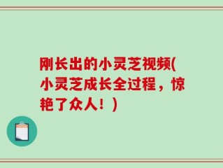 刚长出的小灵芝视频(小灵芝成长全过程，惊艳了众人！)