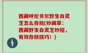 西藏呼伦贝尔野生白灵芝怎么存放(妙藏草：西藏野生白灵芝妙招，有效存放技巧！)