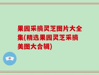 果园采摘灵芝图片大全集(精选果园灵芝采摘美图大合辑)