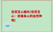 空灵芝心图片(空灵芝心：舒缓身心的自然神物)