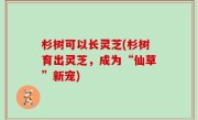 杉树可以长灵芝(杉树育出灵芝，成为“仙草”新宠)