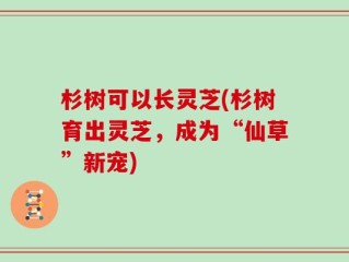 杉树可以长灵芝(杉树育出灵芝，成为“仙草”新宠)