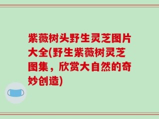 紫薇树头野生灵芝图片大全(野生紫薇树灵芝图集，欣赏大自然的奇妙创造)