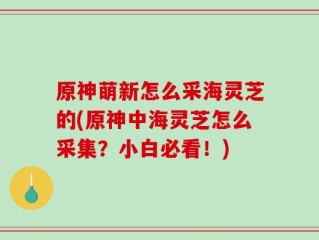 原神萌新怎么采海灵芝的(原神中海灵芝怎么采集？小白必看！)
