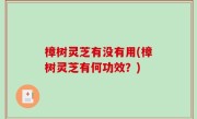 樟树灵芝有没有用(樟树灵芝有何功效？)