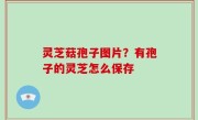 灵芝菇孢子图片？有孢子的灵芝怎么保存