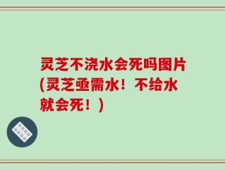 灵芝不浇水会死吗图片(灵芝亟需水！不给水就会死！)