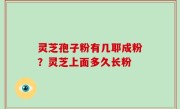 灵芝孢子粉有几耶成粉？灵芝上面多久长粉