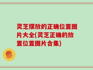 灵芝摆放的正确位置图片大全(灵芝正确的放置位置图片合集)