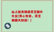 山上踏青偶遇灵芝图片大全(赏心悦目，灵芝美图大放送！)