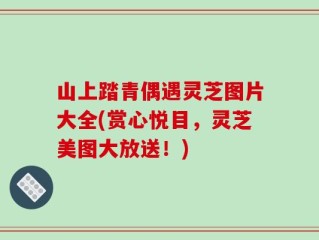 山上踏青偶遇灵芝图片大全(赏心悦目，灵芝美图大放送！)