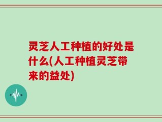 灵芝人工种植的好处是什么(人工种植灵芝带来的益处)