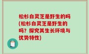 松杉白灵芝是野生的吗(松杉白灵芝是野生的吗？探究其生长环境与优势特性)