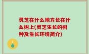 灵芝在什么地方长在什么树上(灵芝生长的树种及生长环境简介)