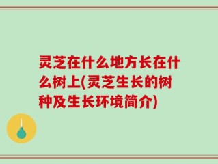 灵芝在什么地方长在什么树上(灵芝生长的树种及生长环境简介)