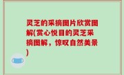 灵芝的采摘图片欣赏图解(赏心悦目的灵芝采摘图解，惊叹自然美景)