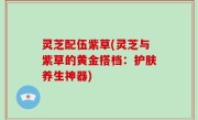 灵芝配伍紫草(灵芝与紫草的黄金搭档：护肤养生神器)