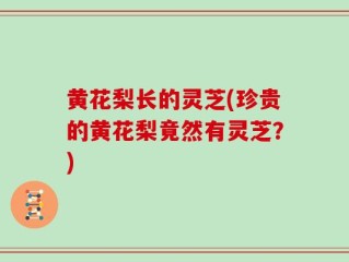 黄花梨长的灵芝(珍贵的黄花梨竟然有灵芝？)