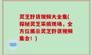灵芝野货视频大全集(探秘灵芝采摘现场，全方位展示灵芝野货视频集合！)