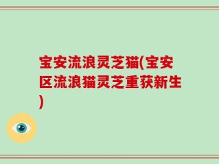 宝安流浪灵芝猫(宝安区流浪猫灵芝重获新生)