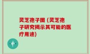 灵芝孢子图 (灵芝孢子研究揭示其可能的医疗用途)