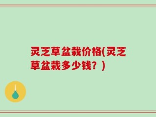 灵芝草盆栽价格(灵芝草盆栽多少钱？)