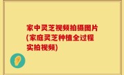 家中灵芝视频拍摄图片(家庭灵芝种植全过程实拍视频)