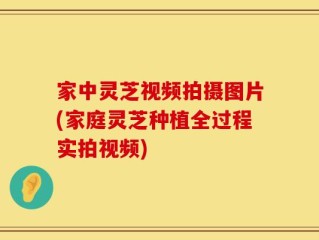 家中灵芝视频拍摄图片(家庭灵芝种植全过程实拍视频)