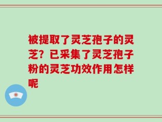 被提取了灵芝孢子的灵芝？已采集了灵芝孢子粉的灵芝功效作用怎样呢