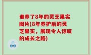 谁养了8年的灵芝果实图片(8年养护后的灵芝果实，展现令人惊叹的成长之路)