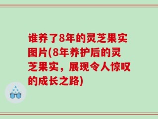 谁养了8年的灵芝果实图片(8年养护后的灵芝果实，展现令人惊叹的成长之路)