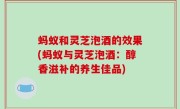 蚂蚁和灵芝泡酒的效果(蚂蚁与灵芝泡酒：醇香滋补的养生佳品)