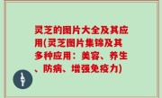 灵芝的图片大全及其应用(灵芝图片集锦及其多种应用：美容、养生、防病、增强免疫力)