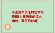 小玉洗车灵芝的功效与作用(小玉洗车的惊人功效：灵芝的妙用)