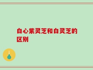 白心紫灵芝和白灵芝的区别