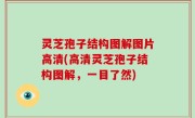 灵芝孢子结构图解图片高清(高清灵芝孢子结构图解，一目了然)