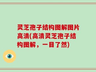 灵芝孢子结构图解图片高清(高清灵芝孢子结构图解，一目了然)