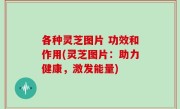 各种灵芝图片 功效和作用(灵芝图片：助力健康，激发能量)