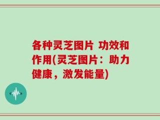各种灵芝图片 功效和作用(灵芝图片：助力健康，激发能量)