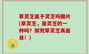 草灵芝属于灵芝吗图片(草灵芝，是灵芝的一种吗？探究草灵芝真面目！)