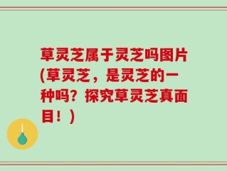 草灵芝属于灵芝吗图片(草灵芝，是灵芝的一种吗？探究草灵芝真面目！)