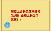 峭壁上会长灵芝吗图片(壮观！山峰上长出了灵芝！)
