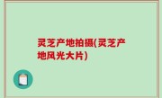 灵芝产地拍摄(灵芝产地风光大片)