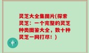 灵芝大全集图片(探索灵芝：一个完整的灵芝种类图鉴大全，数十种灵芝一网打尽！)
