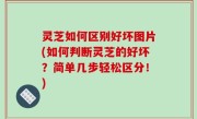 灵芝如何区别好坏图片(如何判断灵芝的好坏？简单几步轻松区分！)
